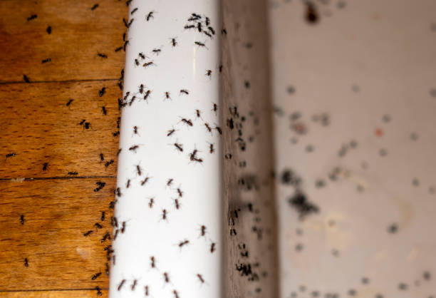 Wildlife Control Services in Guadalupe, AZ