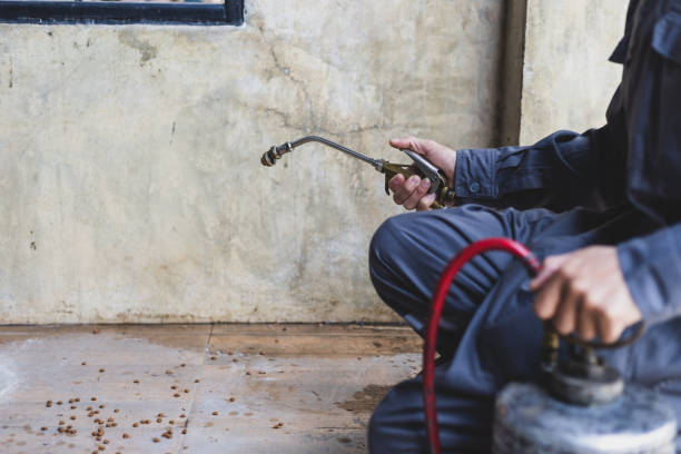 Best Wasp Removal Services  in Guadalupe, AZ